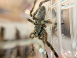 Dark Striped Fishing Spider