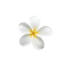 White Plumeria Flower Isolated on Black