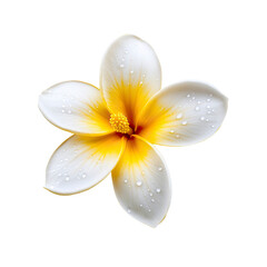 Frangipani flower with water droplets