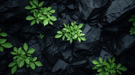 A cluster of small green plants growing on a dark, rocky surface.