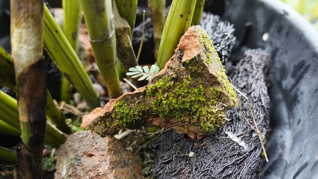 moss on orchid trunk