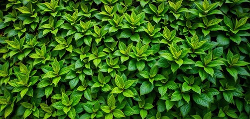 Obraz premium Lush green wall, vibrant foliage, textured leaves, organic, outdoor