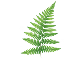 Vibrant green fern leaf botanical drawing isolated element nature plant isolated on transparent background