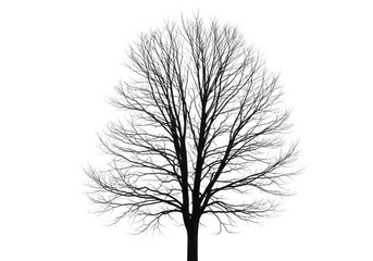 Fototapeta premium Isolated tree silhouette with intricate icy branch detail on black
