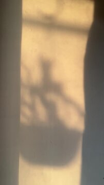 Beige or white wall with potted plant shadow. reflected. black, dark. potrait. window. shadows. evening. sunlight. warm, yellow. background.