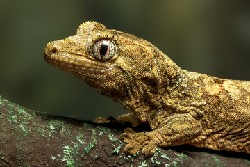 A close-up macro photograph of head a Mniarogekko chahoua, commonly known as the mossy New Caledonian gecko, camouflage on mossy bark.