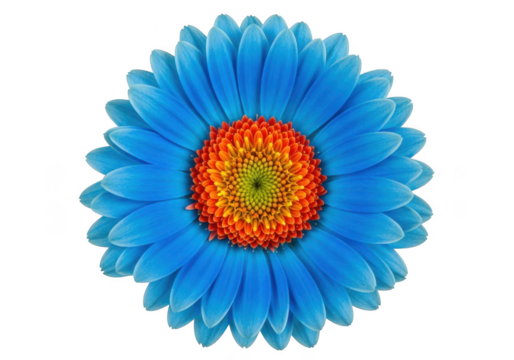 Vibrant blue gerbera daisy flower with orange center, isolated studio shot isolated on transparent background