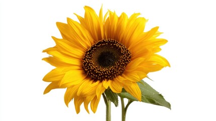 Fototapeta premium A vibrant yellow sunflower stands tall against a clear background showcasing its large petals and intricate center. This flower reflects the warmth of sunny days symbolizing happiness.