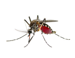 Mosquito, engorged with blood, on black background