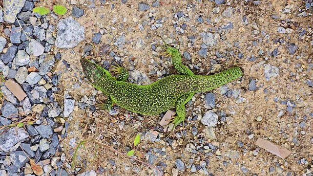 Overhead view of still green lizard on rocky ground with missing tail in daylight