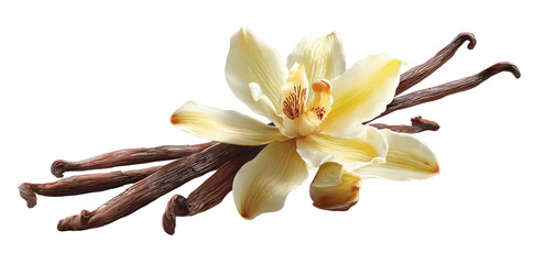 Delicate vanilla flower and dried pods on black background