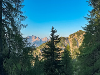 Magnificent Julian Alps are beautifully framed by the dark silhouettes of larch and pine trees from a high vantage point in the Karawanks. Clear, blue morning sky highlights the majestic alpine vista.