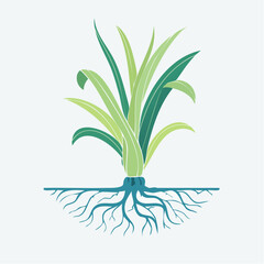 Green Grass Plant With Visible Roots System Growing In Light Blue Soil Against White Background