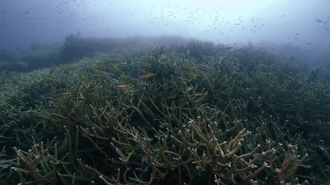 Underwater scenery of a pack of Twospot banded snappers swim around the coral reef in cinematic slow-motion, high resolution