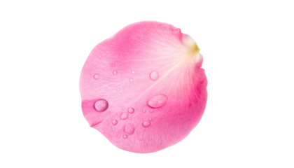 Pink petal, water droplets, against stark black backdrop