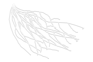 Abstract white lines branching out on black background