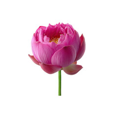 Pink Lotus Flower on Black Background