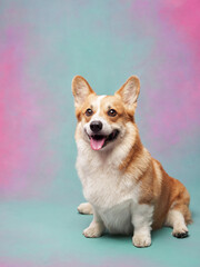 A lively corgi stands next to colorful balloons on a pastel gradient backdrop, radiating energy and excitement. The cheerful setup highlights the dog's playful and spirited personality.