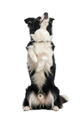 Obraz premium Adorable border collie standing upright looking up cute dog pet animal canine breed isolated on transparent background