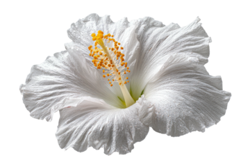 Delicate white hibiscus flower with prominent yellow stamen on black