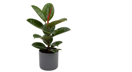 Lush Ficus elastica rubber plant with glossy dark green leaves in a simple grey pot isolated on a white background