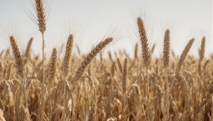 Fototapeta premium Golden Wheat Field Under a Clear Sky Agriculture and Harvest Concept.