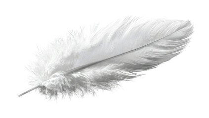 Delicate white feather with soft downy base on black background