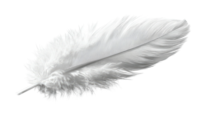 Delicate white feather with soft downy base on black background