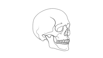 human skull vector illustration isolated on white background