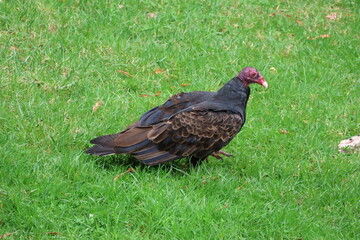 Turkey vulture on the grass