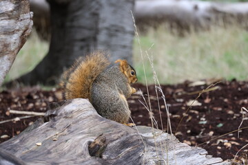 fox squirrel eating food 