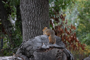 cozy squirrel sitting on the trunk 