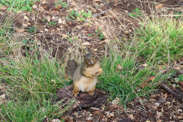 fox squirrel looking curiously at camera 