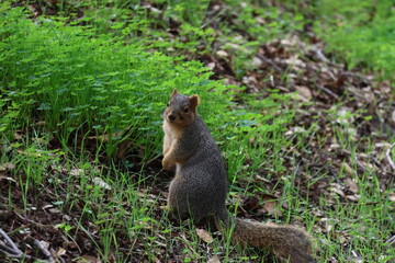 fox squirrel looking curiously at camera 
