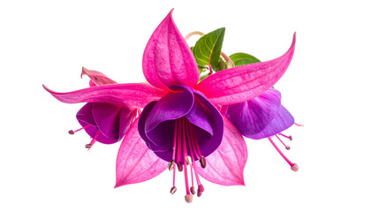 Close-up of vibrant pink and purple blossoms with green leaves, set against a black backdrop