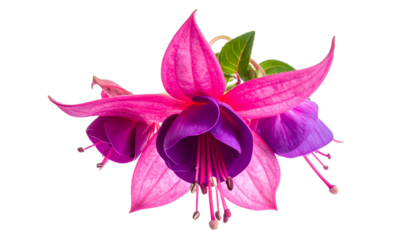 Close-up of vibrant pink and purple blossoms with green leaves, set against a black backdrop