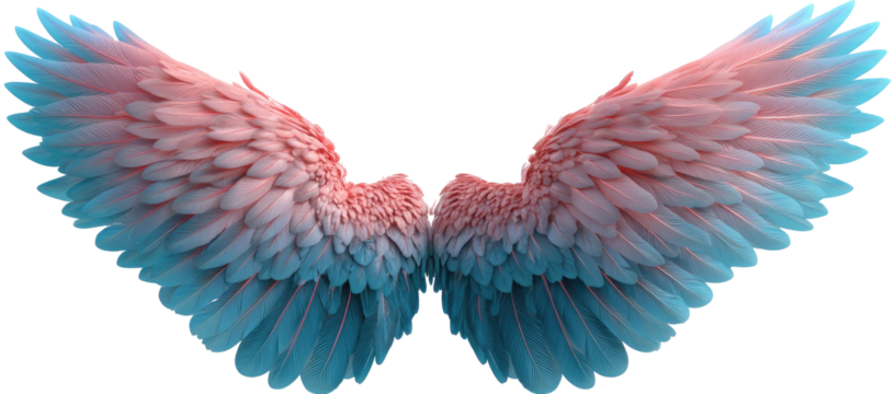 Softly colored feathered wings, pink and blue gradient, against black