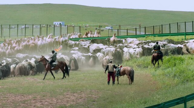 Herding Goats and Sheep in Inner Mongolia Grassland