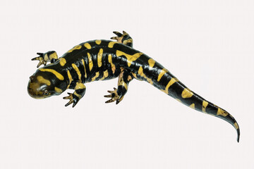 The Tiger Salamander (Ambystoma tigrinum) is one of the largest salamanders in North America, photographed isolated on white background.