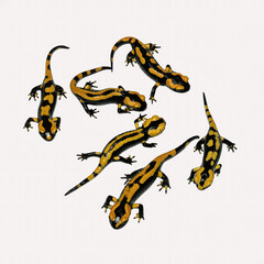 Obraz premium A group of Fire Salamanders (Salamandra salamandra) photographed on a white background, showing their bright yellow-and-black aposematic patterns.