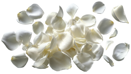 Scattered white flower petals on a dark background