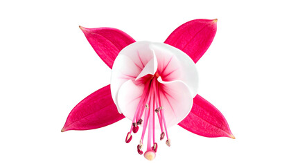 Vivid close-up view of a magenta and white flower isolated against a stark black background