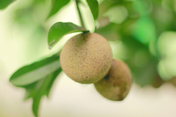 Fresh Sapodilla Fruit on Tree Branch in Natural Soft Light