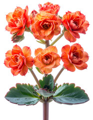 Close-up of vibrant orange blossoms with textured petals against a blurred background