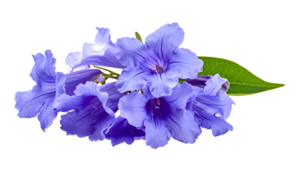 Close-up of delicate violet blooms with green leaves against a transparent background