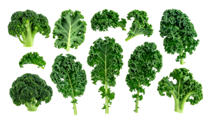 Assortment of fresh leafy green vegetables isolated on a dark background