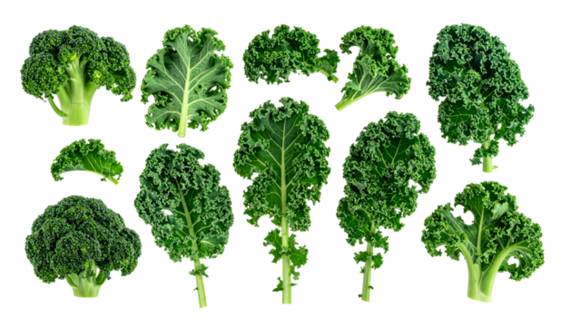 Assortment of fresh leafy green vegetables isolated on a dark background