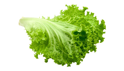 Close-up of a vibrant green lettuce leaf, showcasing its delicate texture and fresh appearance