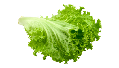 Close-up of a vibrant green lettuce leaf, showcasing its delicate texture and fresh appearance