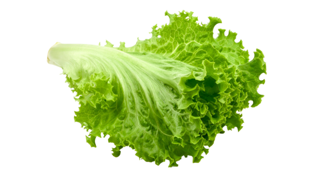 Close-up of a vibrant green lettuce leaf, showcasing its delicate texture and fresh appearance
